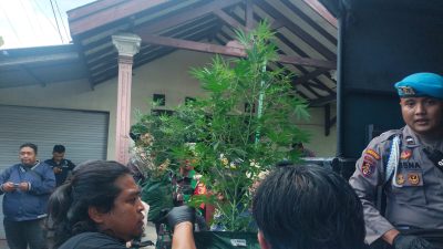 Polisi Taksir Ganja Hasil Penggerebekan di Mojongapit Jombang Senilai Rp 600 Juta