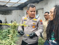 Polisi Dalami Kasus Kebun Ganja di Mojongapit Jombang, Tersangka Akui Baru Beroperasi Tiga Bulan