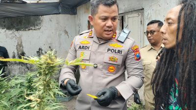 Polisi Dalami Kasus Kebun Ganja di Mojongapit Jombang, Tersangka Akui Baru Beroperasi Tiga Bulan