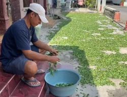 Tanaman Indigofera di Jombang Jadi Sumber Penghasilan Baru Warga, Ini Infonya