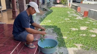 Tanaman Indigofera di Jombang Jadi Sumber Penghasilan Baru Warga