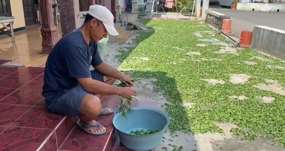 Tanaman Indigofera di Jombang Jadi Sumber Penghasilan Baru Warga