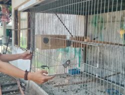 Budidaya Lovebird Bagi Pemula, dari Sekadar Hobi hingga Peluang Usaha Menjanjikan