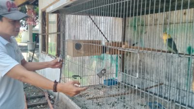 Budidaya Lovebird Bagi Pemula, Dari Sekadar Hobi hingga Peluang Usaha Menjanjikan