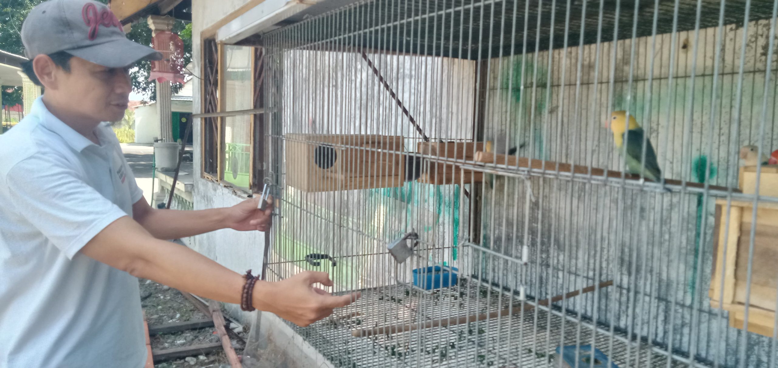 Budidaya Lovebird Bagi Pemula, Dari Sekadar Hobi hingga Peluang Usaha Menjanjikan