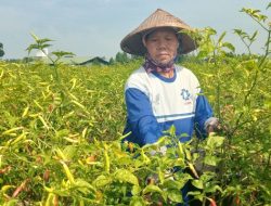 Produksi Cabai di Jombang Anjlok 50 Persen, Petani Masih Terbantu Harga Jual Tinggi