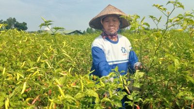 Produksi Cabai di Jombang Anjlok 50 Persen, Petani Masih Terbantu Harga Jual Tinggi