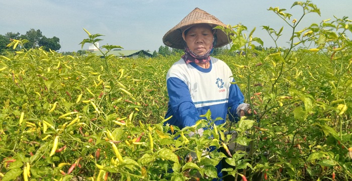 Produksi Cabai di Jombang Anjlok 50 Persen, Petani Masih Terbantu Harga Jual Tinggi