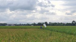 Panen Padi Tulungagung Didominasi Periode ASEP, Luas Lahan Jauh Lampaui OKMAR