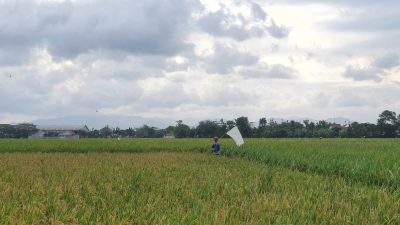 Panen Padi Tulungagung Didominasi Periode ASEP, Luas Lahan Jauh Lampaui OKMAR