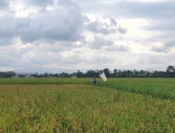 Produksi Padi–Beras Tulungagung 2025 Tembus Ratusan Ribu Ton, Diperkirakan Cukupi Kebutuhan Lokal Hingga 10 Bulan