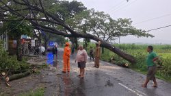 Pohon Trembesi Tumbang di Desa Sembon, Akses Jalan Sempat Tertutup 45 Menit dan Timpa Kabel PLN