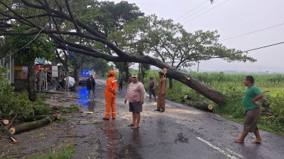 Pohon Trembesi Tumbang di Desa Sembon, Akses Jalan Sempat Tertutup 45 Menit dan Timpa Kabel PLN