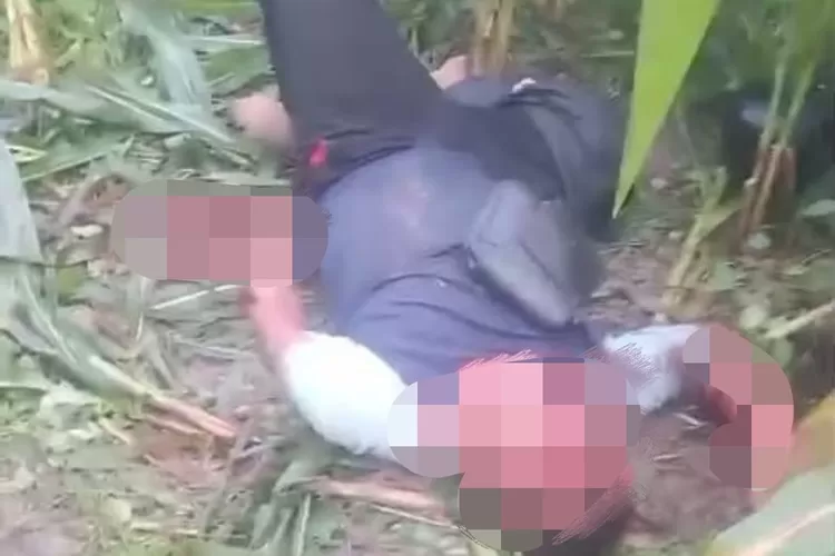 Geger Penemuan Pria Bersimbah Darah di Kebun Jagung Lamongan, Polisi Telusuri Penyebab Kejadian