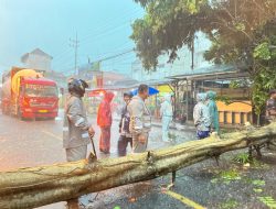 Hujan Disertai Angin Kencang Terjang Babat Lamongan, Pohon Tumbang Tutupi Jalan Raya Depan Kantor Pos