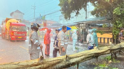 Hujan Disertai Angin Kencang Terjang Babat Lamongan, Pohon Tumbang Tutupi Jalan Raya Depan Kantor Pos