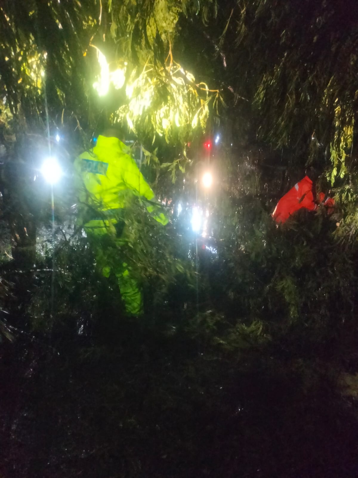Hujan Lebat Picu Pohon Tumbang di Babat, Polsek Babat Sigap Lakukan Evakuasi di Tiga Titik