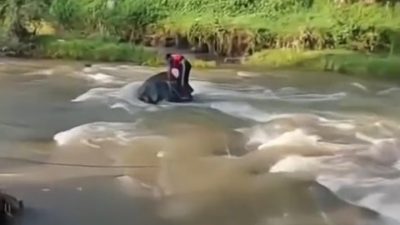 Pemuda Kasembon Ditemukan Tewas di Sungai Setelah Hilang Saat Mencari Biawak