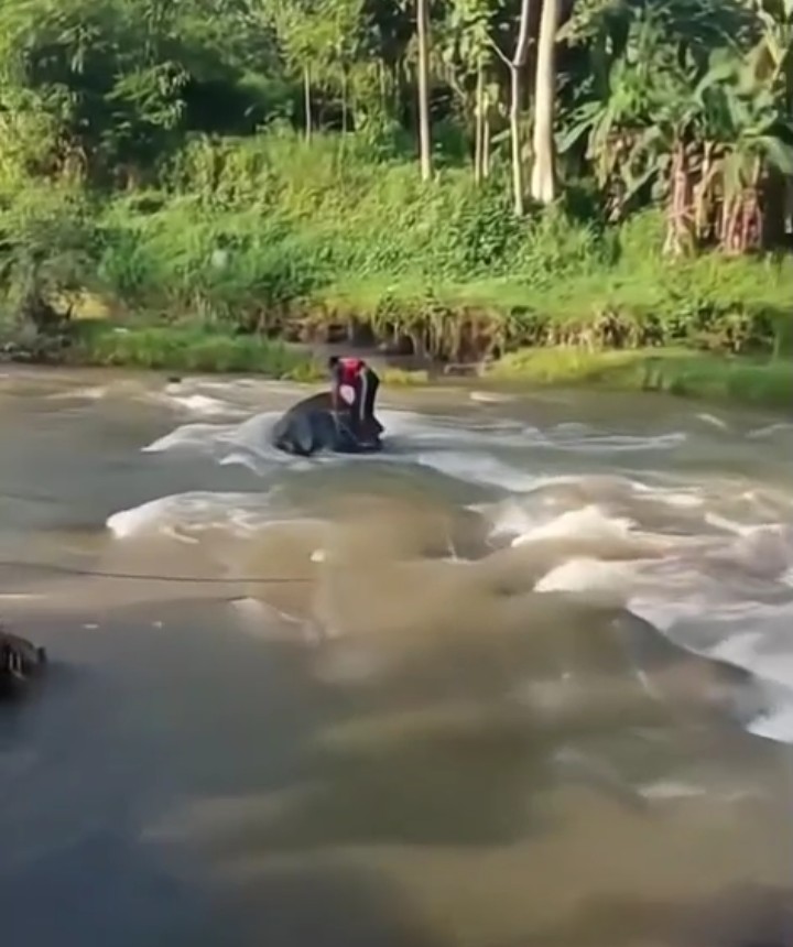 Pemuda Kasembon Ditemukan Tewas di Sungai Setelah Hilang Saat Mencari Biawak