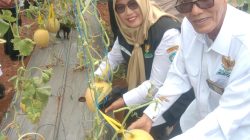 BAZNAS Lamongan Gelar Panen Perdana Melon, Perkuat Ekonomi Mustahik Berbasis Pertanian