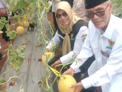 BAZNAS Lamongan Gelar Panen Perdana Melon, Perkuat Ekonomi Mustahik Berbasis Pertanian