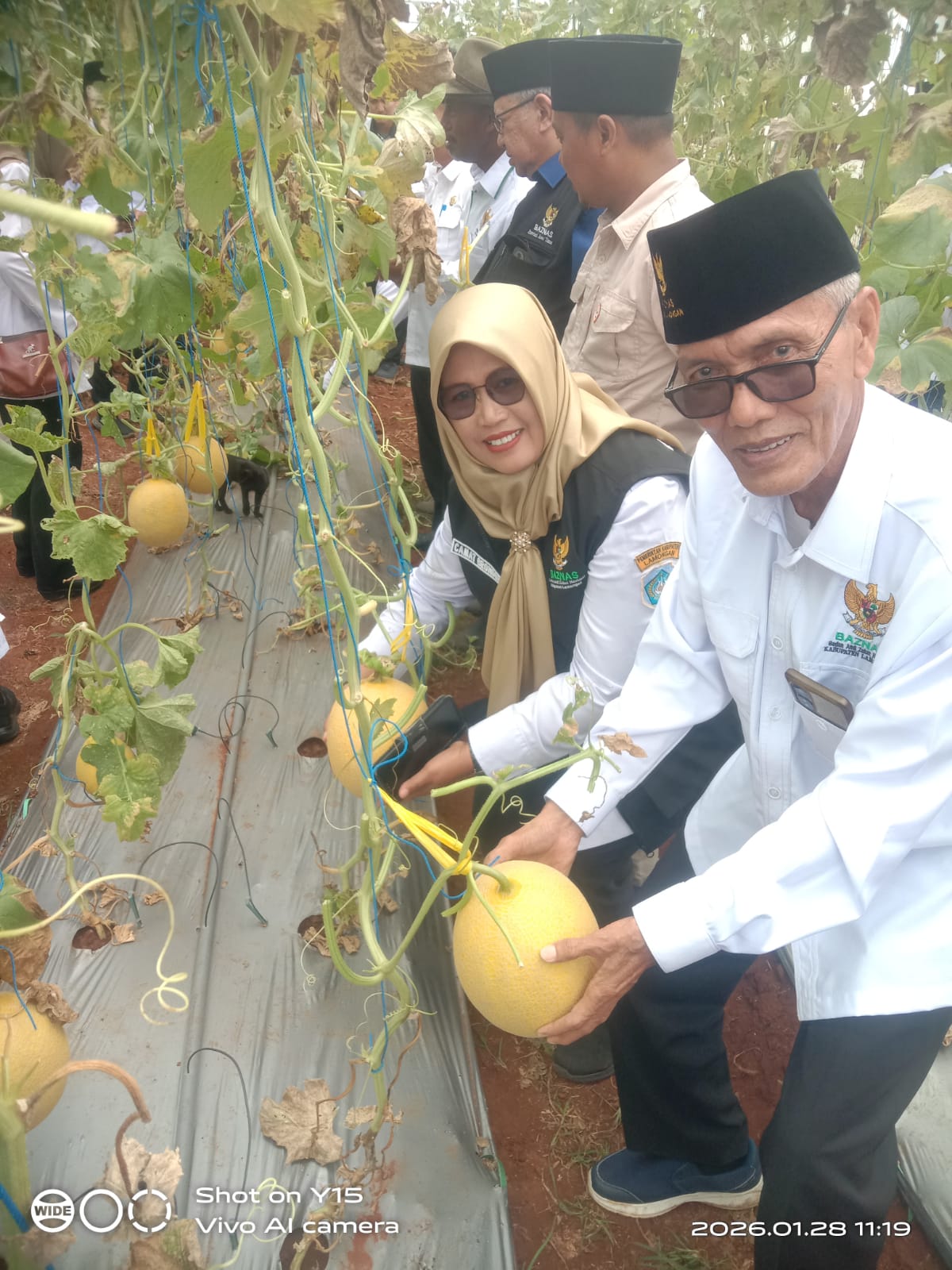 BAZNAS Lamongan Gelar Panen Perdana Melon, Perkuat Ekonomi Mustahik Berbasis Pertanian