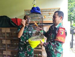 Tekun Karena Hobi, Babinsa Tinalan Kediri Sukses Kembangkan Ternak Kenari Merah
