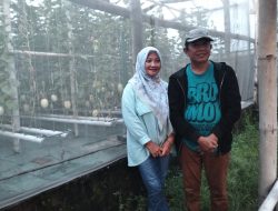 Omah Melon Pule Indah, Bukti Petani  Kediri Mampu Hasilkan Melon Premium Berstandar Nasional