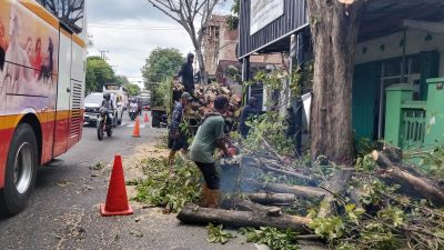 Antisipasi Pohon Tumbang, DLHKP Kota Kediri Lakukan Pemangkasan Pohon Besar di Jalan Sersan Suharmaji
