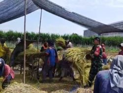 Kelompok Tani Sejahtera di Lingkungan Jegles Panen Padi Sekitar 3 ribu Meter Persegi, Ini Infonya