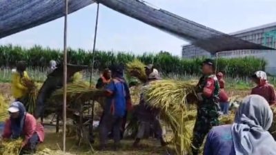 Kelompok Tani Sejahtera di Lingkungan Jegles Panen Padi Sekitar 3 ribu Meter Persegi, Ini Infonya