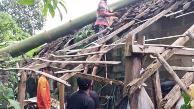 Diterjang Angin Kencang, Pohon Waru Roboh Timpa Rumah Warga di Garum, Seorang Lansia Selamat