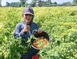 Pasca Nataru, Harga Cabai di Kabupaten Kediri Anjlok hingga Rp 27 Ribu per Kilogram