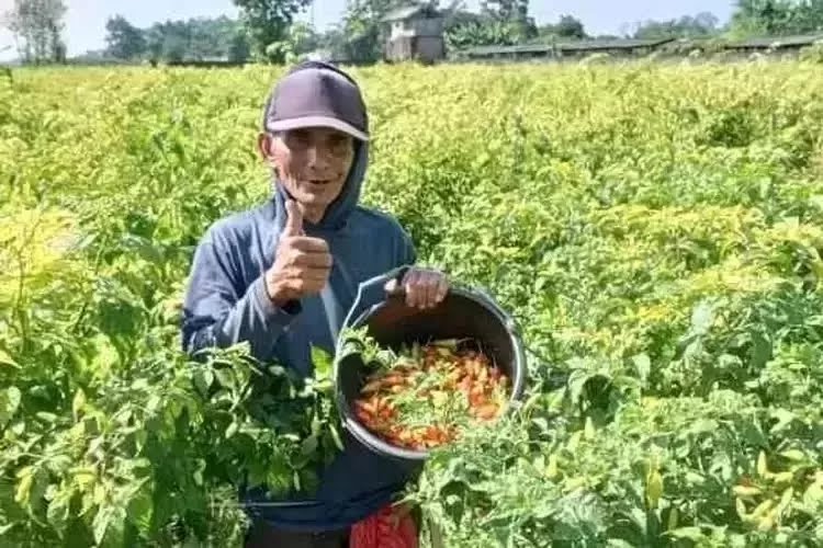 Pasca Nataru, Harga Cabai di Kabupaten Kediri Anjlok hingga Rp 27 Ribu per Kilogram