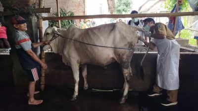 Kementan RI Turun ke Kediri, Pantau Perkembangan Kasus PMK pada Sapi