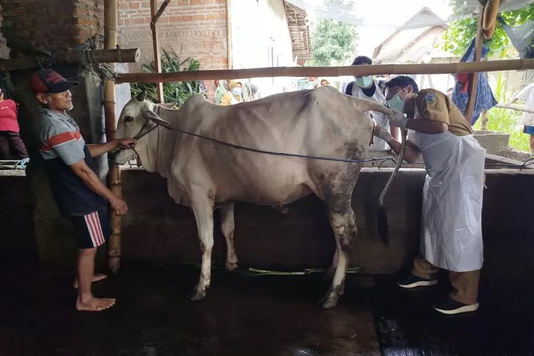 Kementan RI Turun ke Kediri, Pantau Perkembangan Kasus PMK pada Sapi