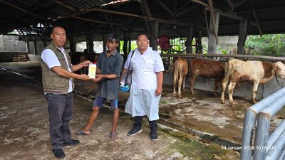 Disnak Jombang Perketat Antisipasi PMK, 28 Ekor Sapi Terdeteksi Positif Awal 2026