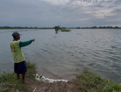 Banjir Genangi 17 Hektare Sawah di Ngusikan, Petani Hadapi Ancaman Puso