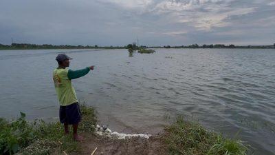 Banjir Genangi 17 Hektare Sawah di Ngusikan, Petani Hadapi Ancaman Puso