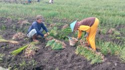 Cuaca Ekstrem Tekan Produksi dan Harga Bawang Merah di Jombang