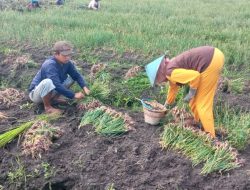 Cuaca Ekstrem Tekan Produksi dan Harga Bawang Merah di Jombang