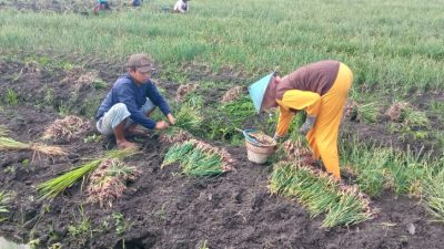 Cuaca Ekstrem Tekan Produksi dan Harga Bawang Merah di Jombang