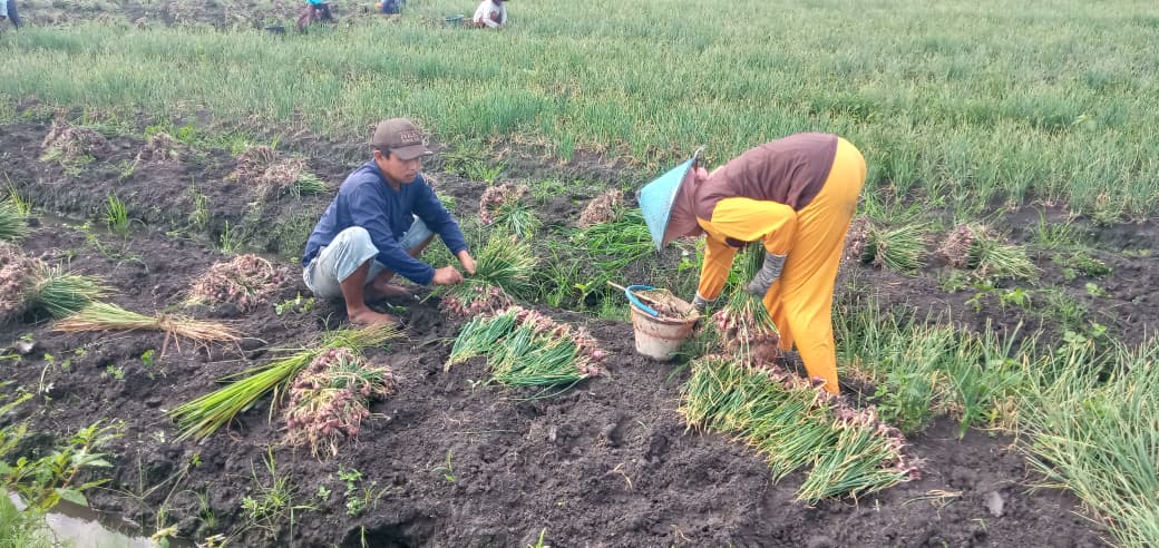 Cuaca Ekstrem Tekan Produksi dan Harga Bawang Merah di Jombang