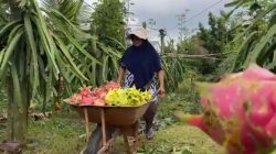 Panen Rezeki Pembudidaya Buah Naga Premium di Jombang, Harga Meroket Jelang Imlek