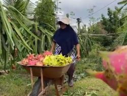 Panen Rezeki Pembudidaya Buah Naga Premium di Jombang, Harga Meroket Jelang Imlek