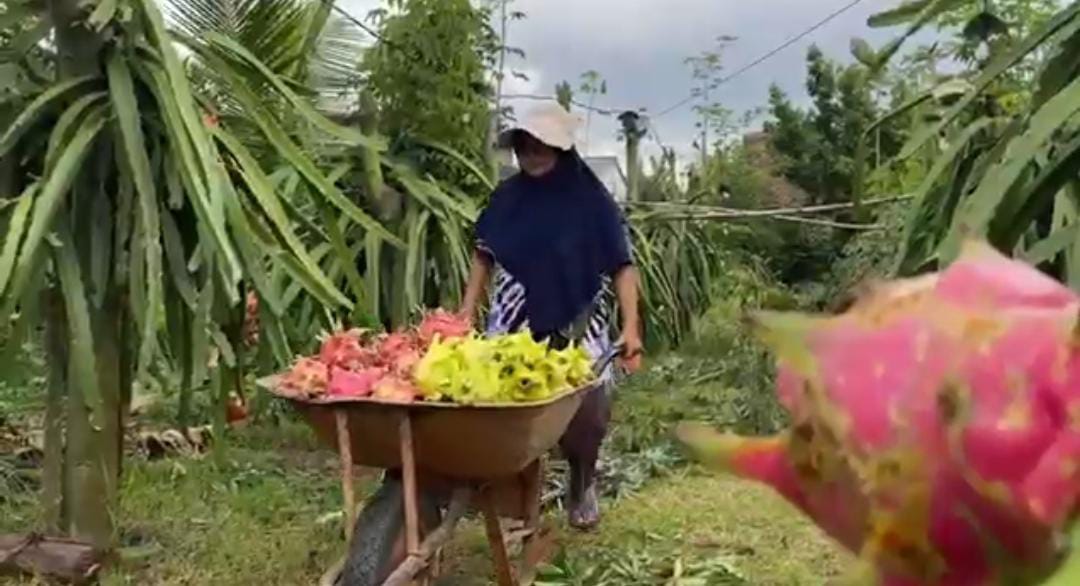 Panen Rezeki Pembudidaya Buah Naga Premium di Jombang, Harga Meroket Jelang Imlek