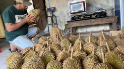 Produksi Durian Wonosalam Turun, Permintaan Pasar Masih Stabil