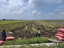 Harga Gabah di Jombang Bertahan Rp7.000–Rp7.200 per Kilogram, Puncak Panen Diprediksi Januari 2026