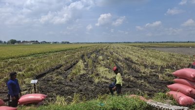 Harga Gabah di Jombang Bertahan Rp7.000–Rp7.200 per Kilogram, Puncak Panen Diprediksi Januari 2026