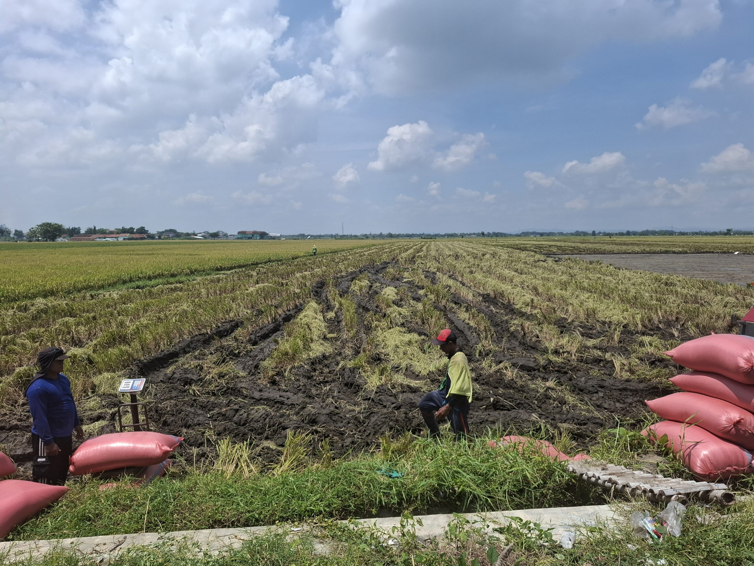 Harga Gabah di Jombang Bertahan Rp7.000–Rp7.200 per Kilogram, Puncak Panen Diprediksi Januari 2026